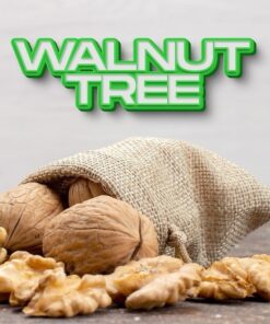 Dozaj Walnut Tree Black Nargile Tütünü - 100 Gr